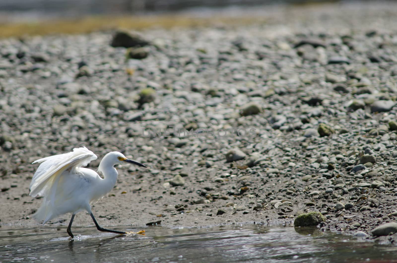 Snowy egret Egretta thula in the coast. Angelmo. Puerto Montt. Los Lagos Region. Chile.