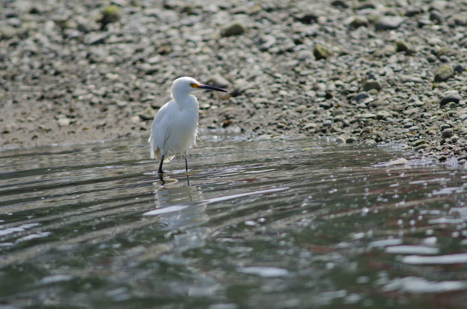 Snowy egret Egretta thula in the coast. Angelmo. Puerto Montt. Los Lagos Region. Chile.