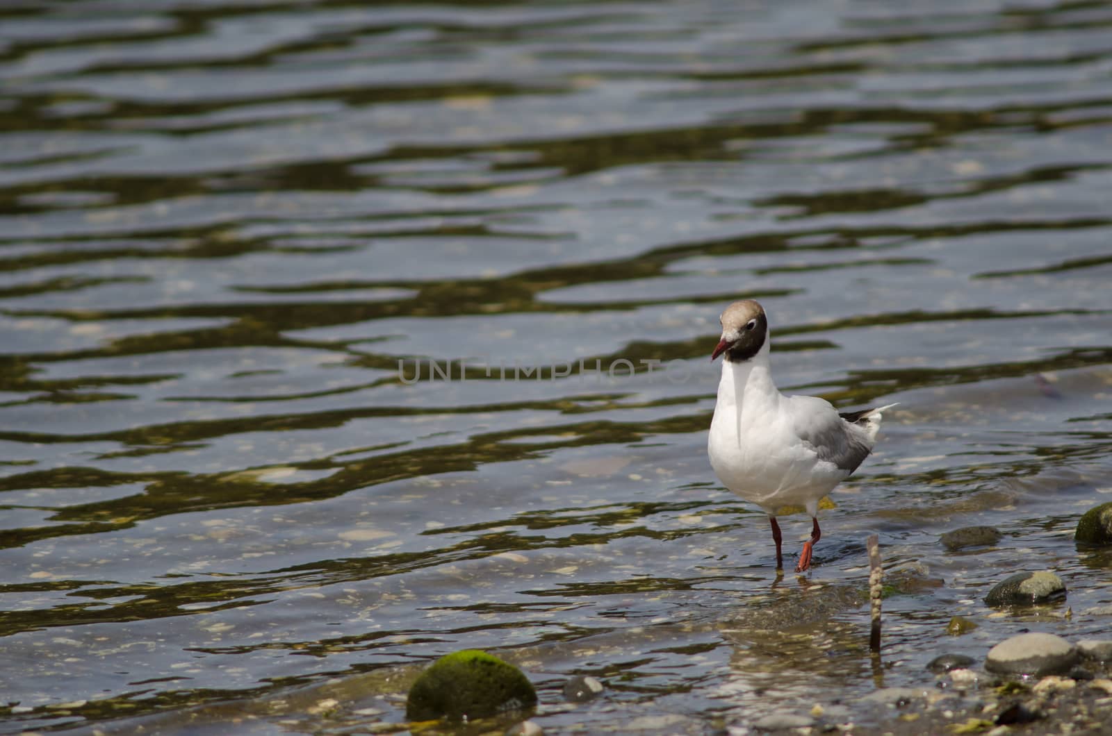 Brown-hooded gull Chroicocephalus maculipennis in the coast. by VictorSuarez