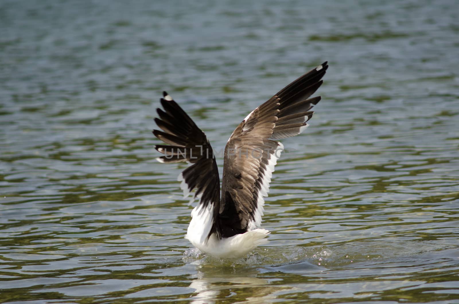 Kelp gull Larus dominicanus stretching its wings. Angelmo. Puerto Montt. Los Lagos Region. Chile.