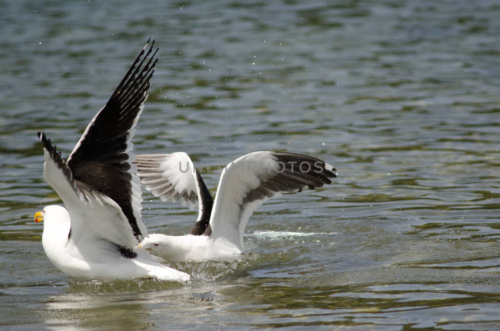 Kelp gulls Larus dominicanus fighting. Angelmo. Puerto Montt. Los Lagos Region. Chile.