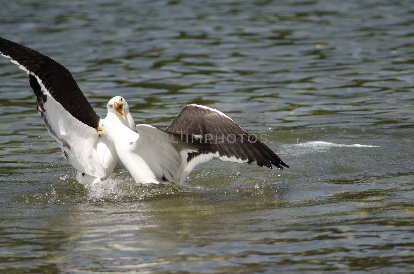 Kelp gulls Larus dominicanus fighting in the water. by VictorSuarez