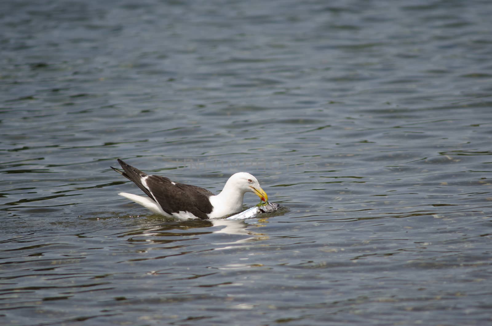 Kelp gull Larus dominicanus with a fish. by VictorSuarez