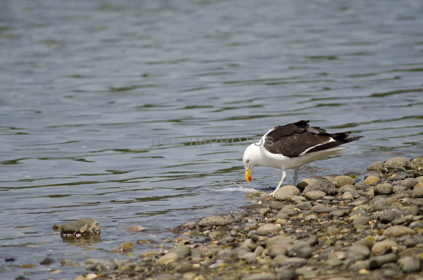 Kelp gull Larus dominicanus eating a fish. by VictorSuarez