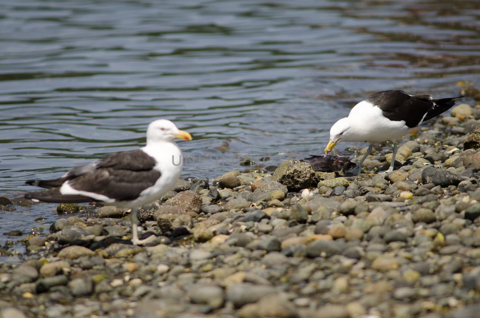 Kelp gull Larus dominicanus eating a fish. by VictorSuarez