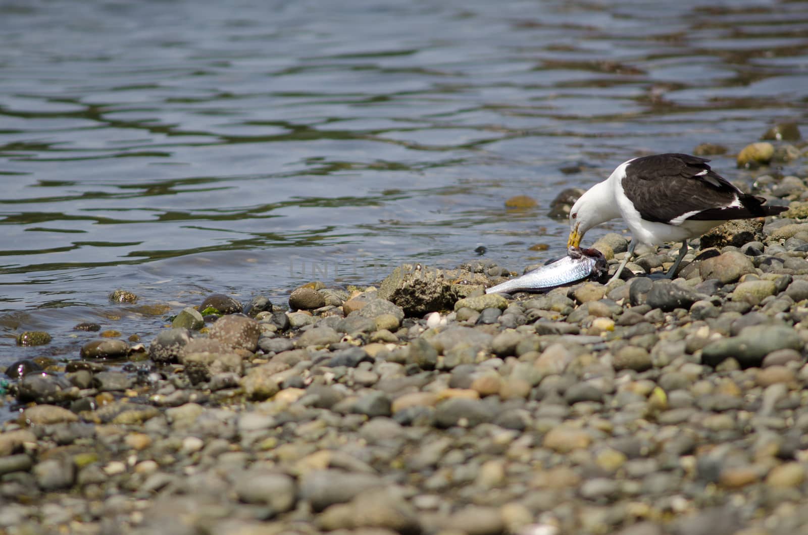 Kelp gull Larus dominicanus eating a fish. Angelmo. Puerto Montt. Los Lagos Region. Chile.