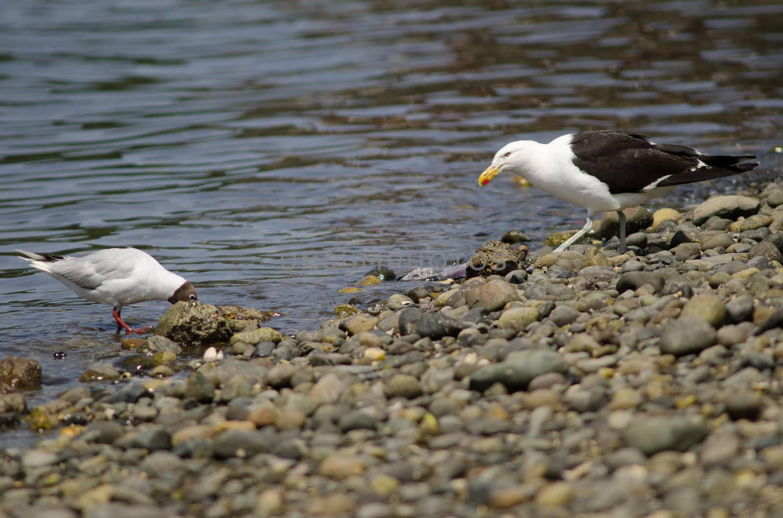 Brown-hooded gull to the left and kelp gull to the right. by VictorSuarez