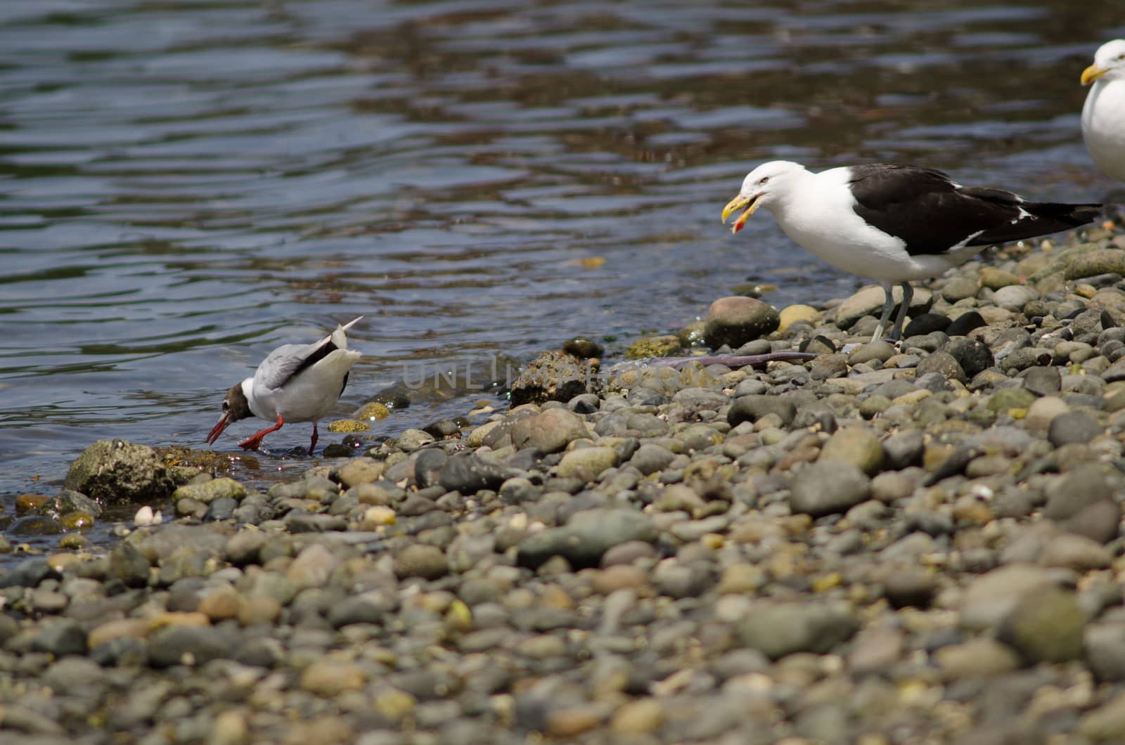 Brown-hooded gull to the left and kelp gull to the right. by VictorSuarez