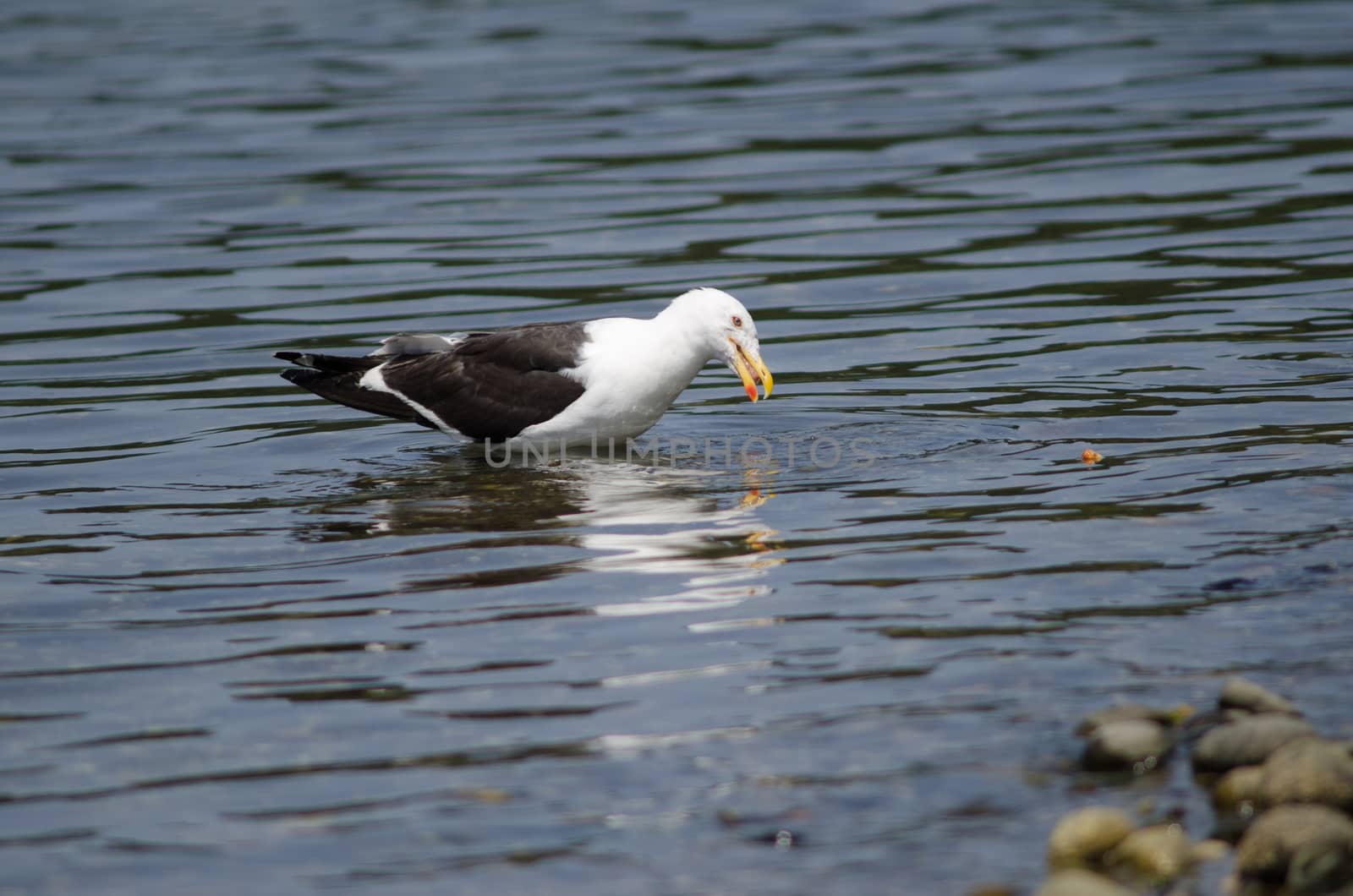 Kelp gull Larus dominicanus eating a fish. Angelmo. Puerto Montt. Los Lagos Region. Chile.