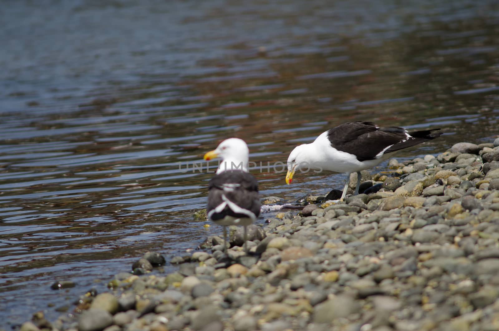 Kelp gull Larus dominicanus eating a fish. Angelmo. Puerto Montt. Los Lagos Region. Chile.