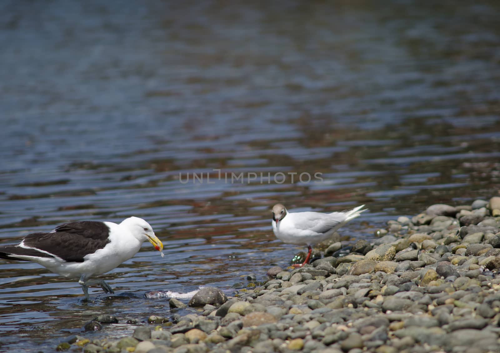 Brown-hooded gull Chroicocephalus maculipennis and kelp gull Larus dominicanus left eating a fish. Angelmo. Puerto Montt. Los Lagos Region. Chile.