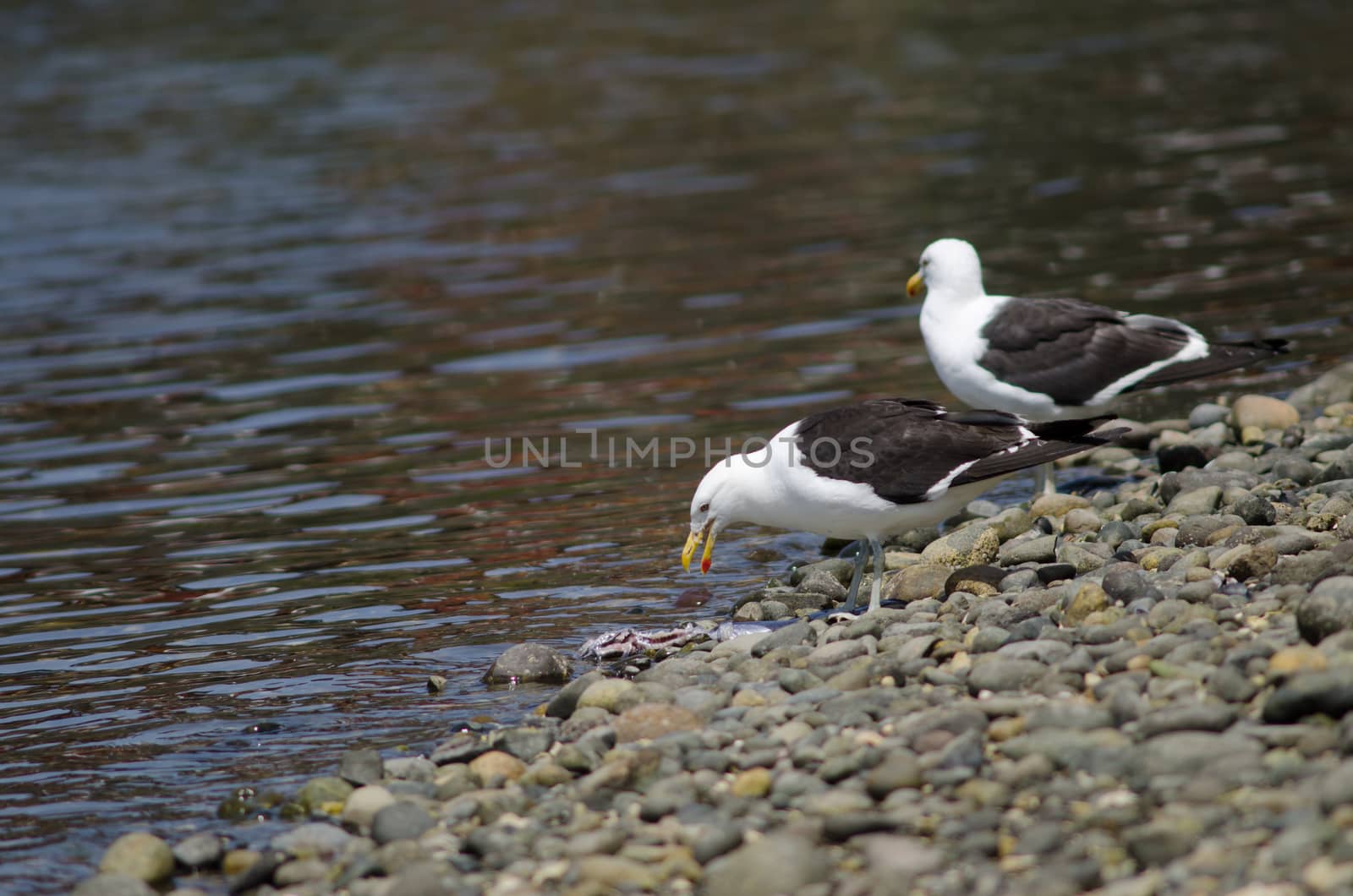 Kelp gull Larus dominicanus eating a fish. Angelmo. Puerto Montt. Los Lagos Region. Chile.