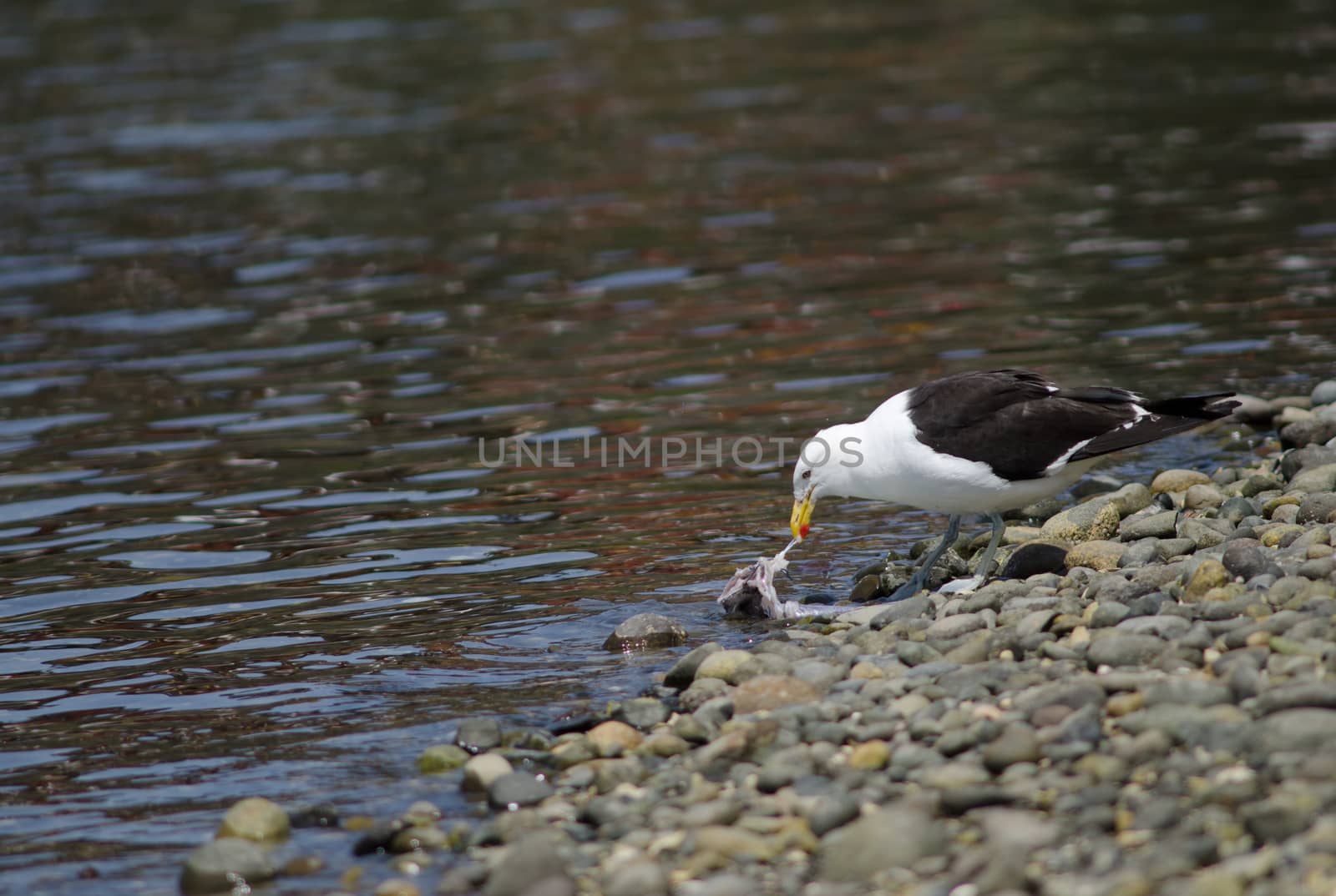 Kelp gull Larus dominicanus eating a fish. by VictorSuarez