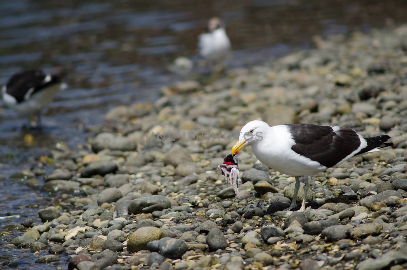 Kelp gull Larus dominicanus eating the remains of a fish. Angelmo. Puerto Montt. Los Lagos Region. Chile.