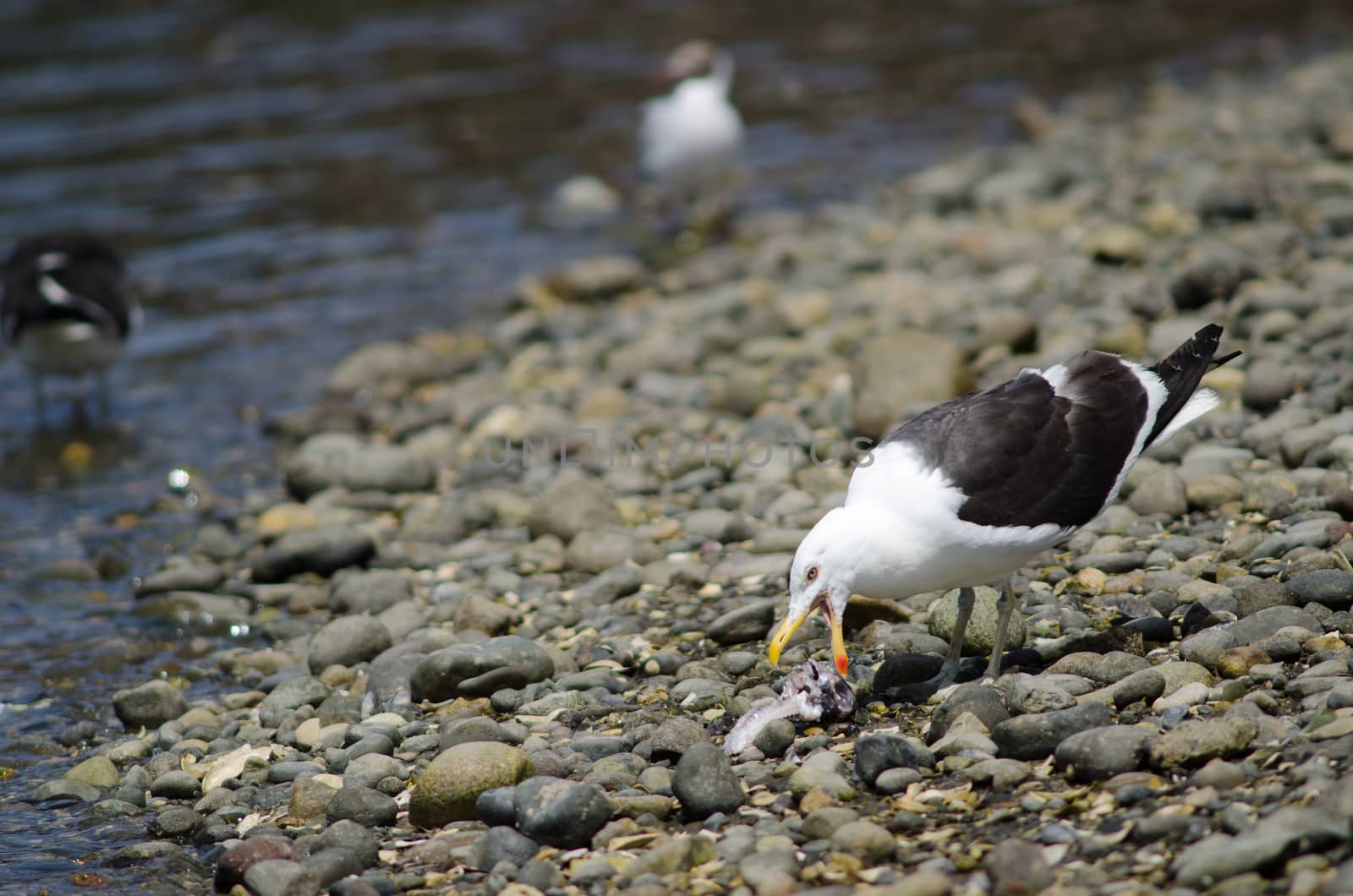 Kelp gull Larus dominicanus eating the remains of a fish. Angelmo. Puerto Montt. Los Lagos Region. Chile.