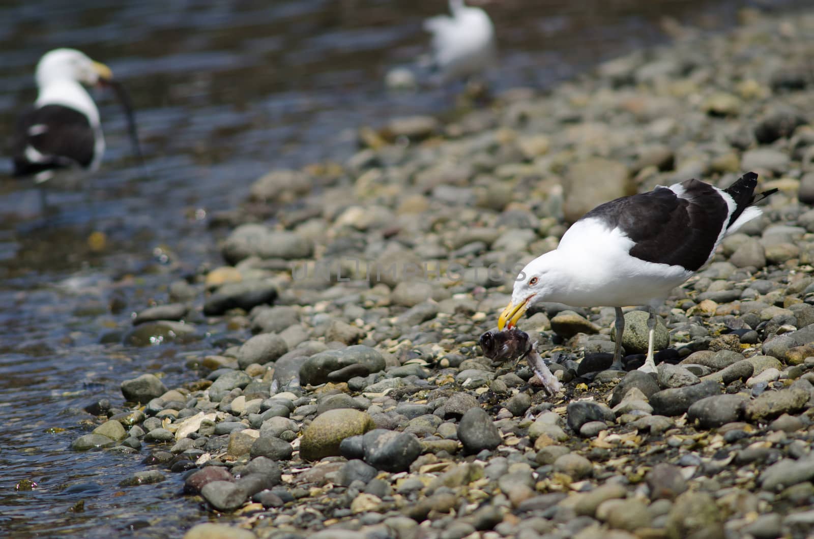 Kelp gull eating the remains of a fish. by VictorSuarez