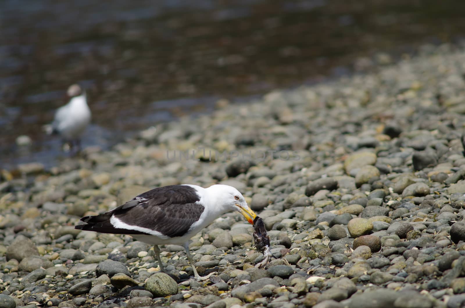 Kelp gull eating the remains of a fish. by VictorSuarez