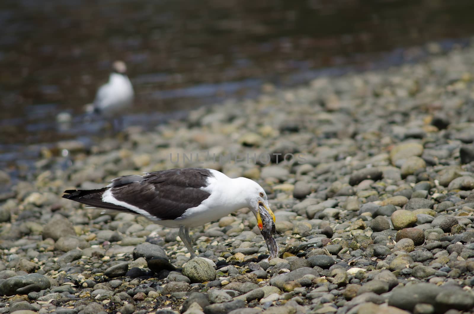 Kelp gull swallowing the remains of a fish. by VictorSuarez