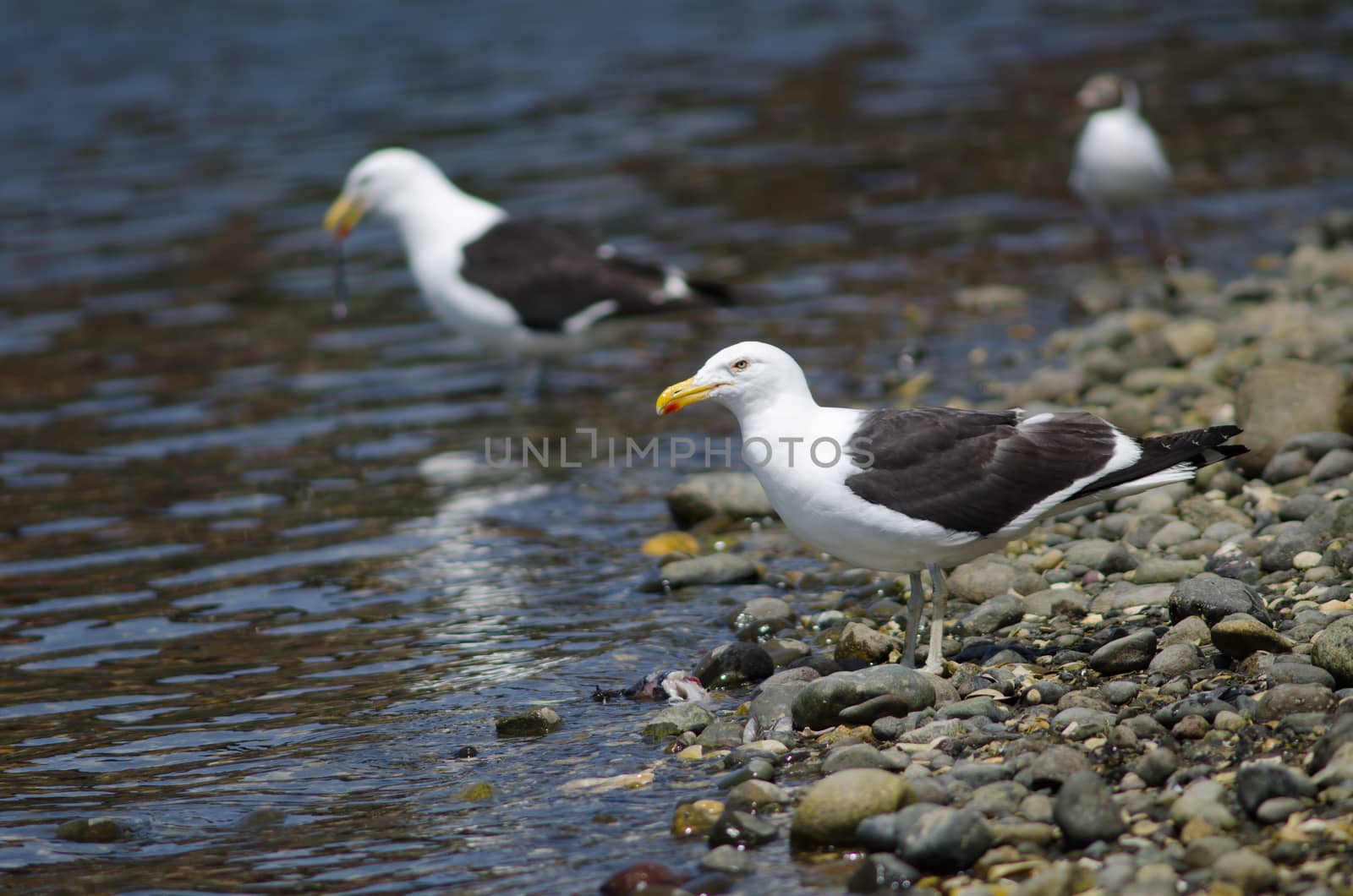 Kelp gull Larus dominicanus in the coast. by VictorSuarez