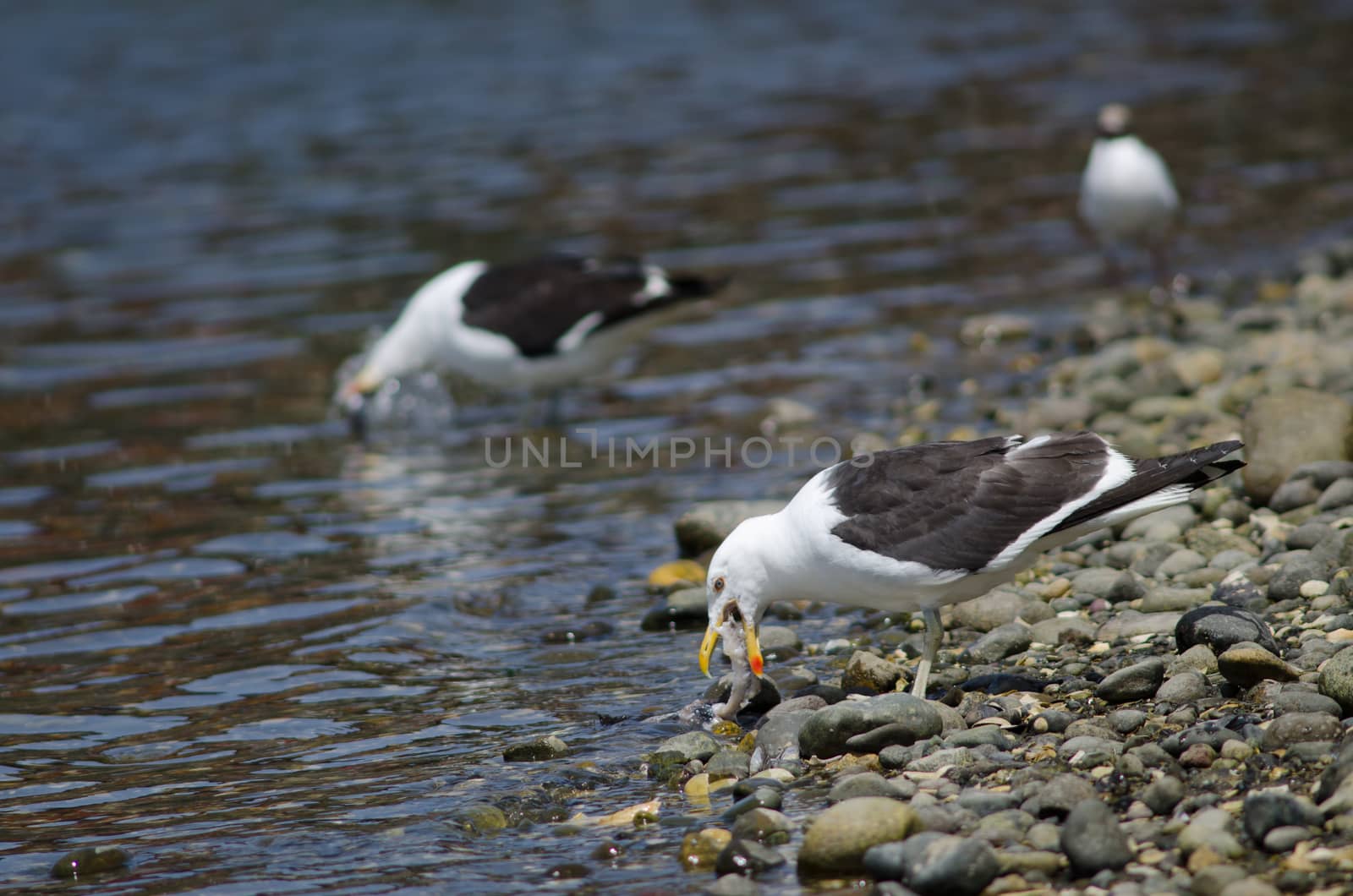 Kelp gull Larus dominicanus eating a fish. Angelmo. Puerto Montt. Los Lagos Region. Chile.