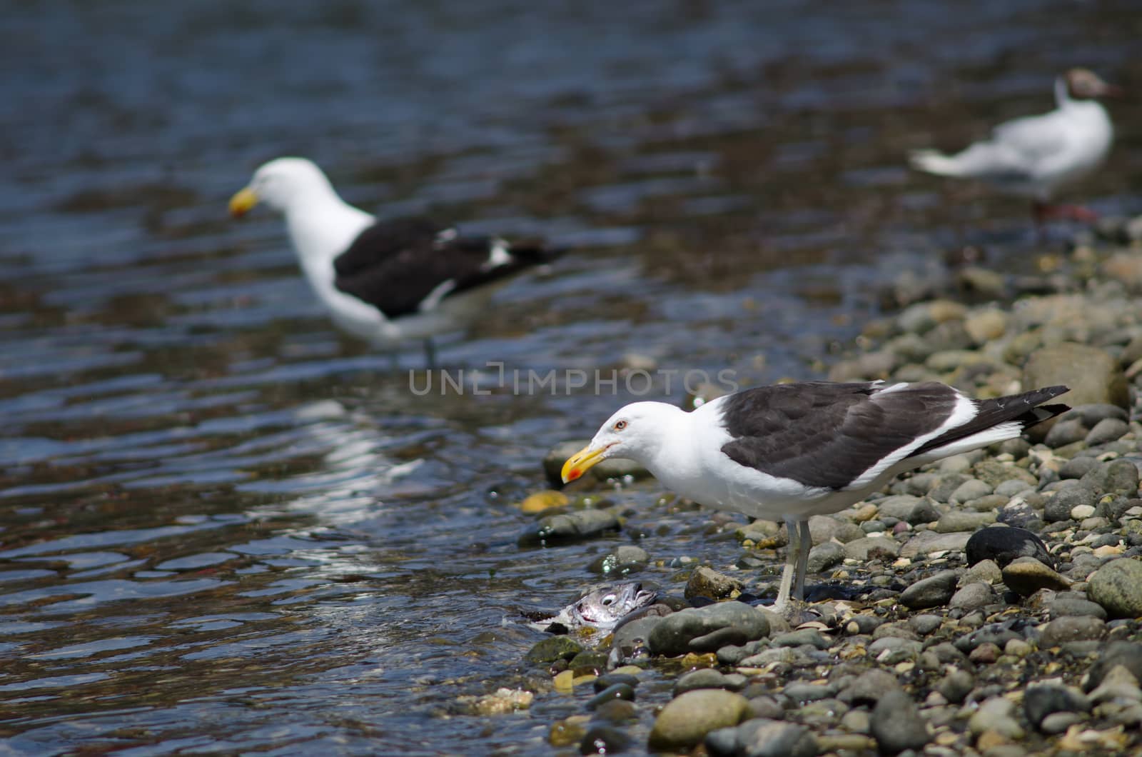 Kelp gull Larus dominicanus eating a fish. Angelmo. Puerto Montt. Los Lagos Region. Chile.