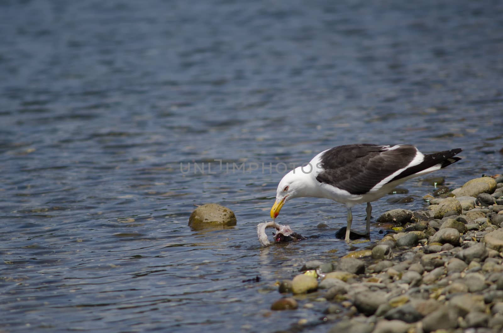 Kelp gull Larus dominicanus eating a fish. Angelmo. Puerto Montt. Los Lagos Region. Chile.