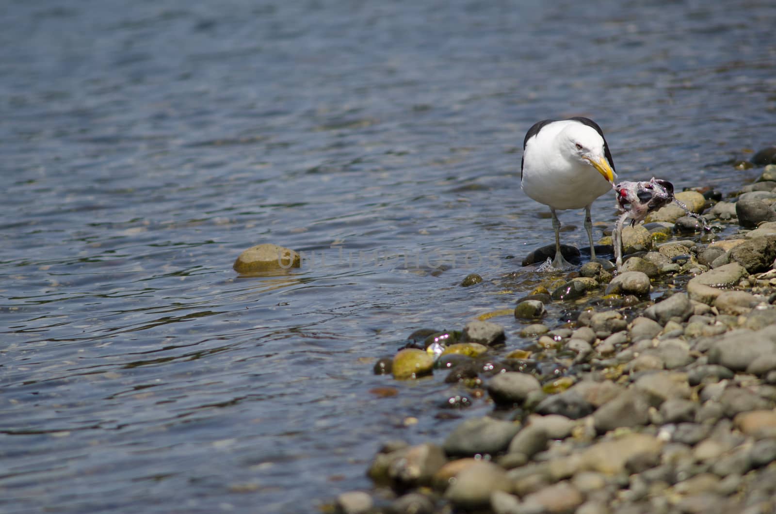 Kelp gull Larus dominicanus eating a fish. Angelmo. Puerto Montt. Los Lagos Region. Chile.