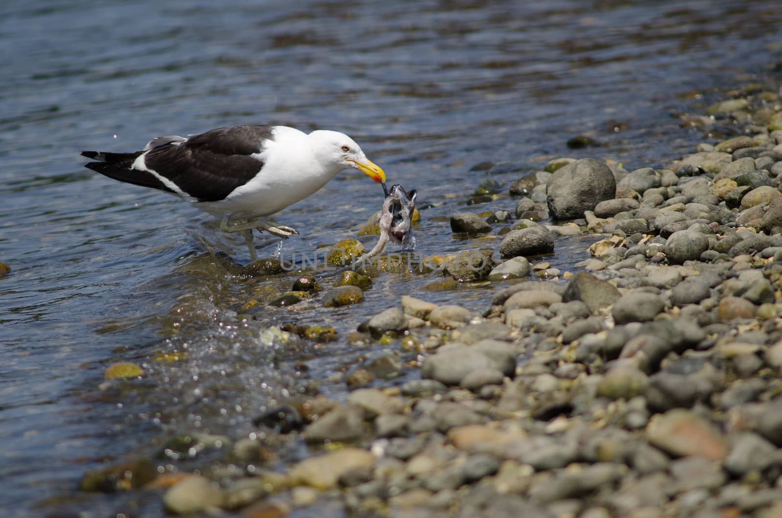 Kelp gull Larus dominicanus eating a fish. by VictorSuarez