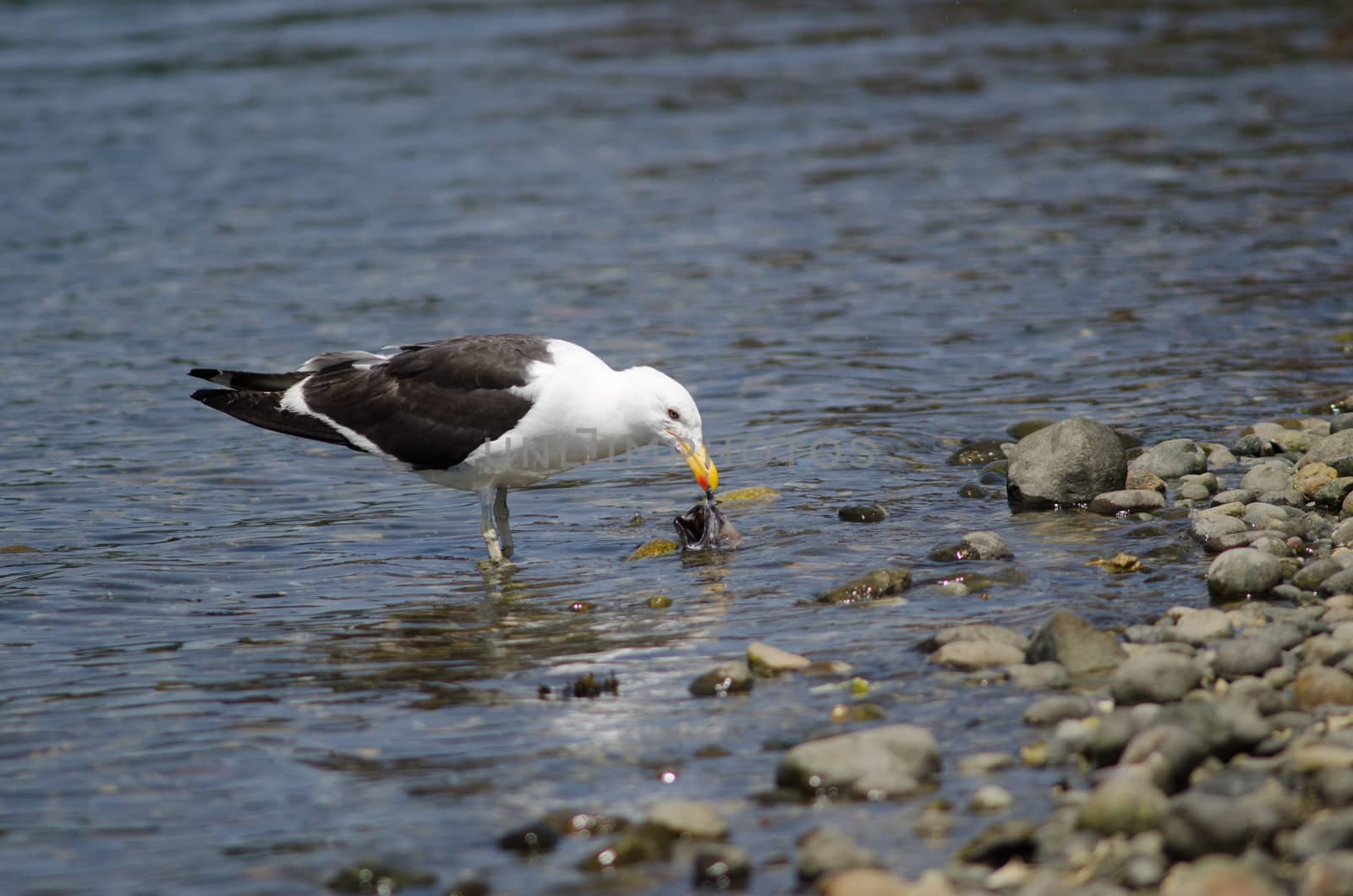 Kelp gull Larus dominicanus eating a fish. Angelmo. Puerto Montt. Los Lagos Region. Chile.