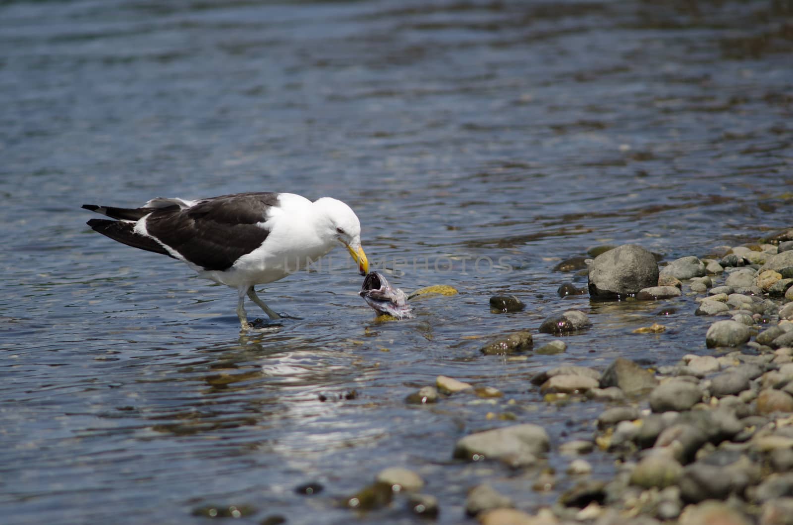 Kelp gull Larus dominicanus eating a fish. by VictorSuarez