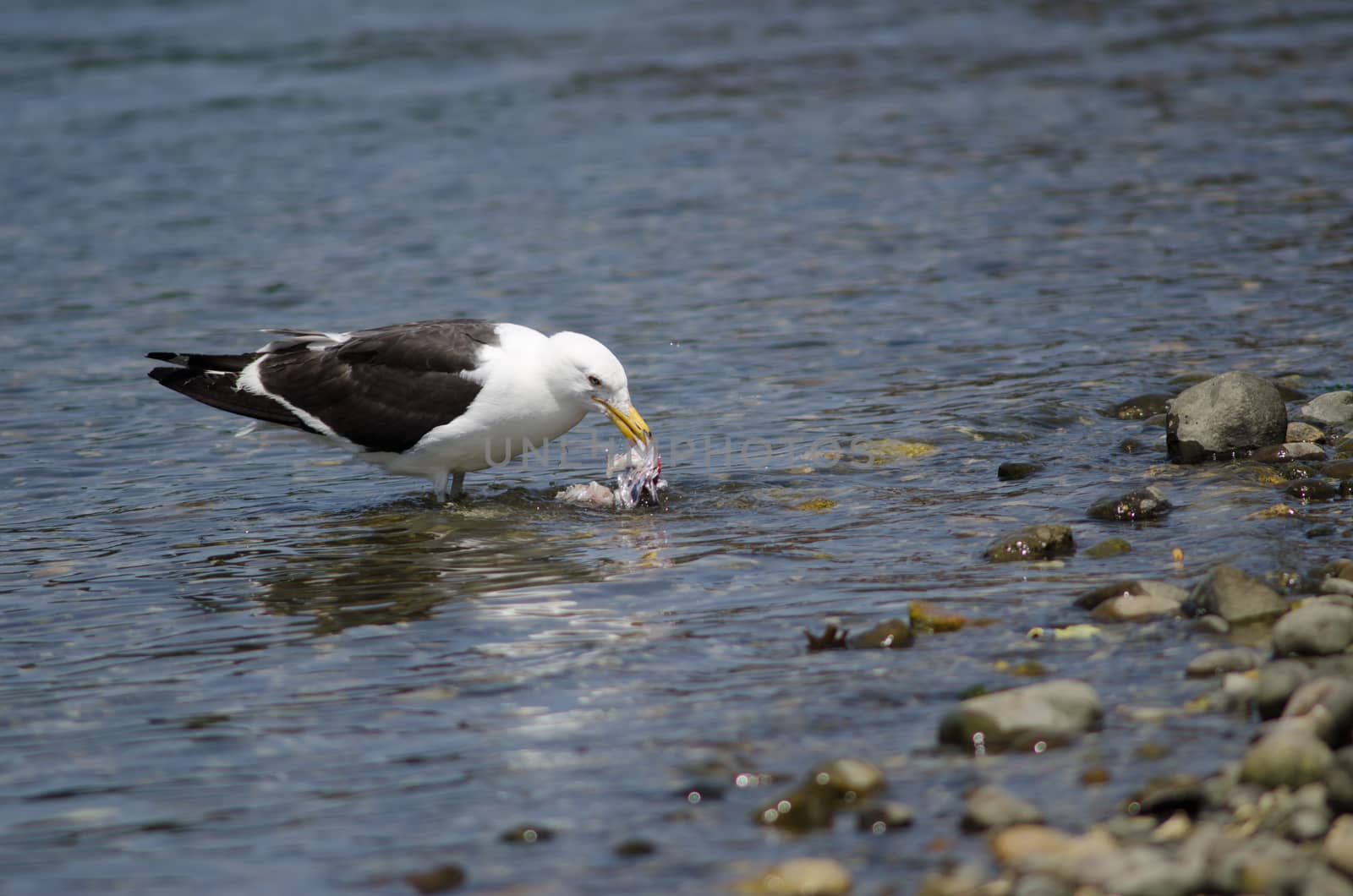 Kelp gull Larus dominicanus eating a fish. by VictorSuarez