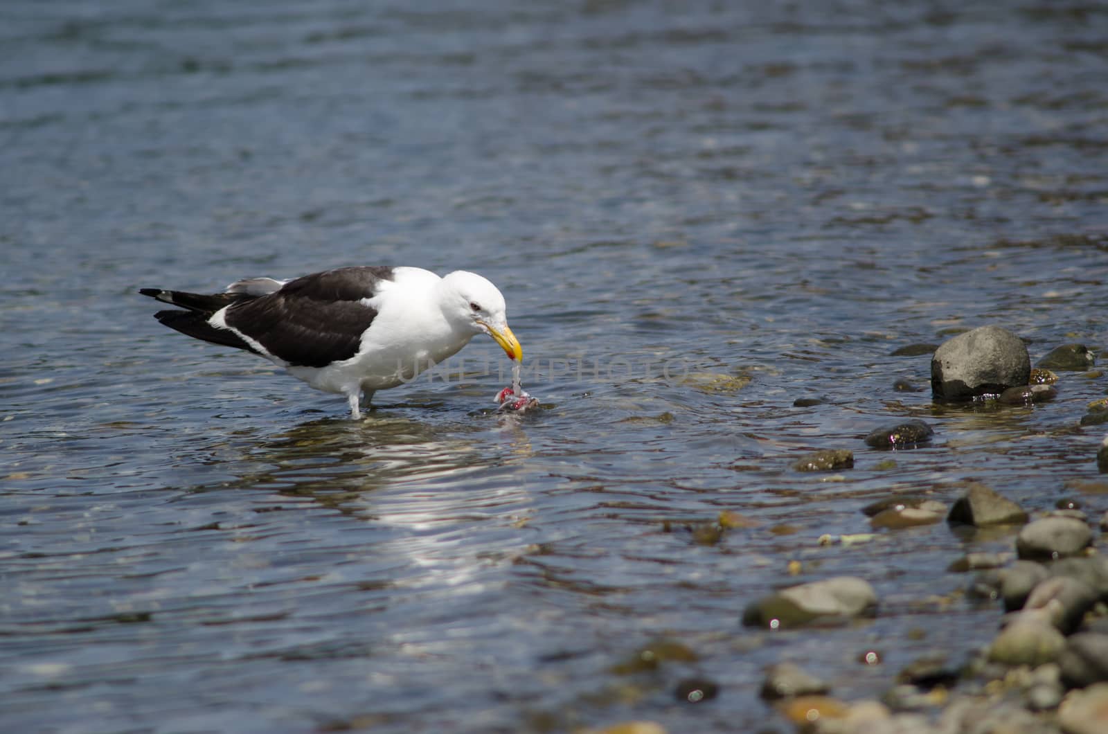 Kelp gull Larus dominicanus eating a fish. Angelmo. Puerto Montt. Los Lagos Region. Chile.