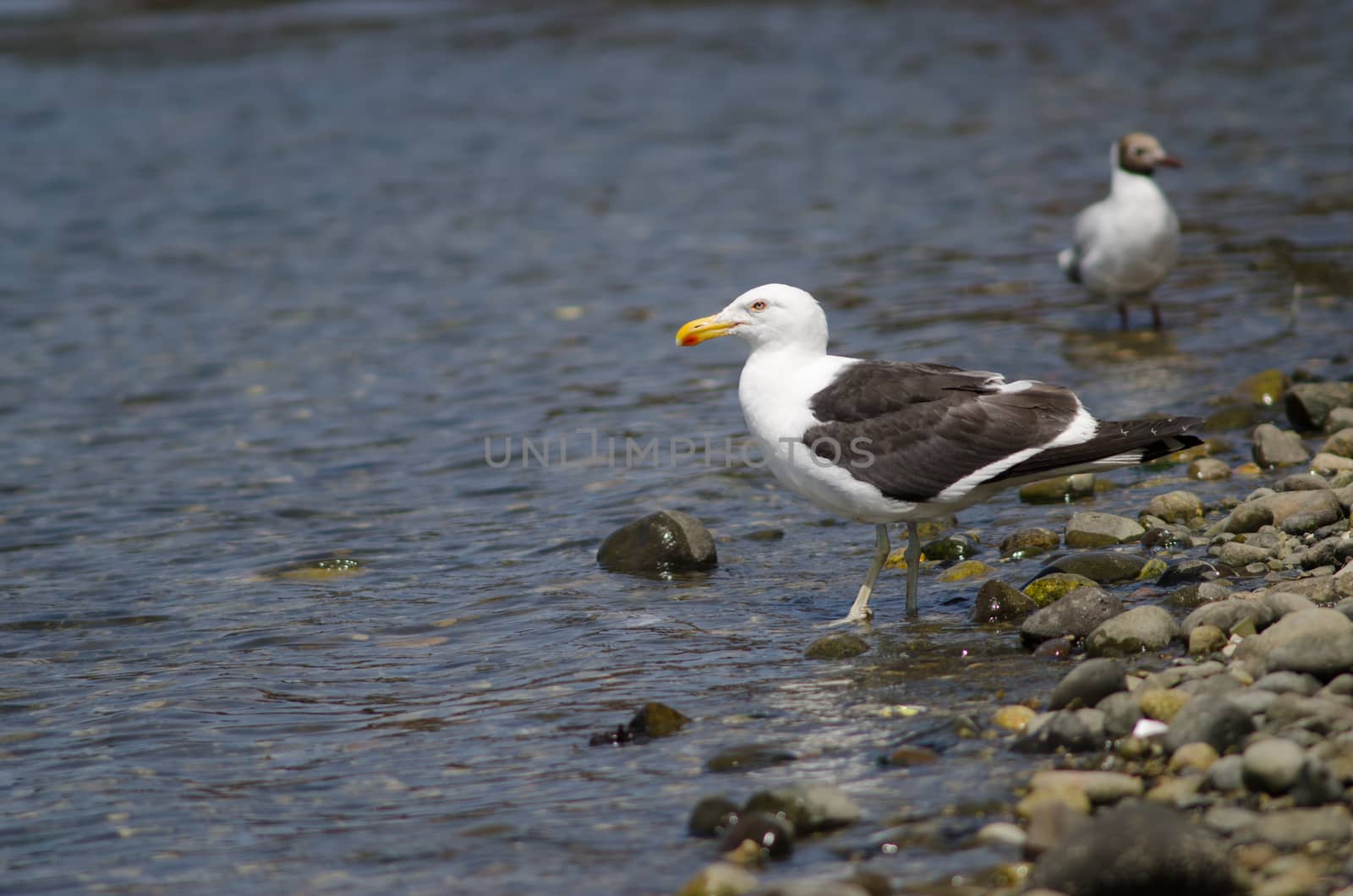 Kelp gull Larus dominicanus in the coast. by VictorSuarez