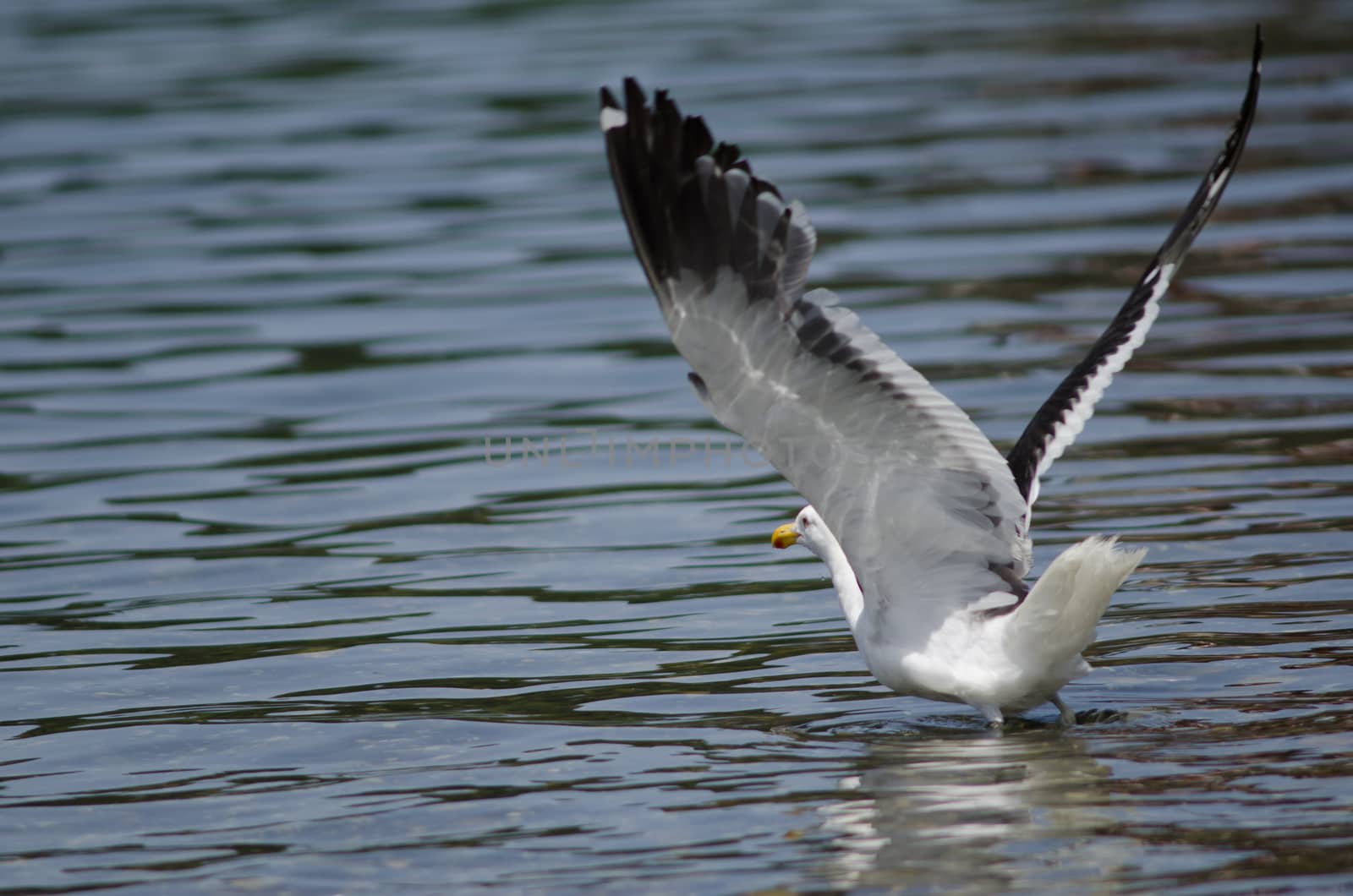 Kelp gull Larus dominicanus taking flight. Angelmo. Puerto Montt. Los Lagos Region. Chile.