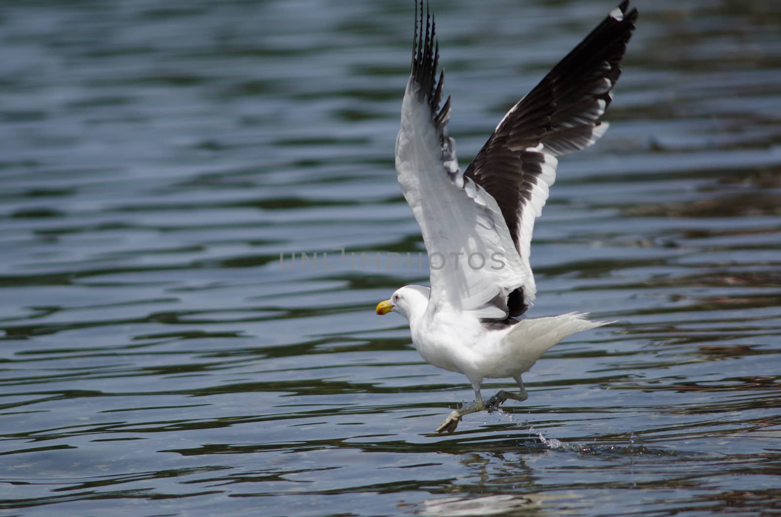 Kelp gull Larus dominicanus taking flight. Angelmo. Puerto Montt. Los Lagos Region. Chile.