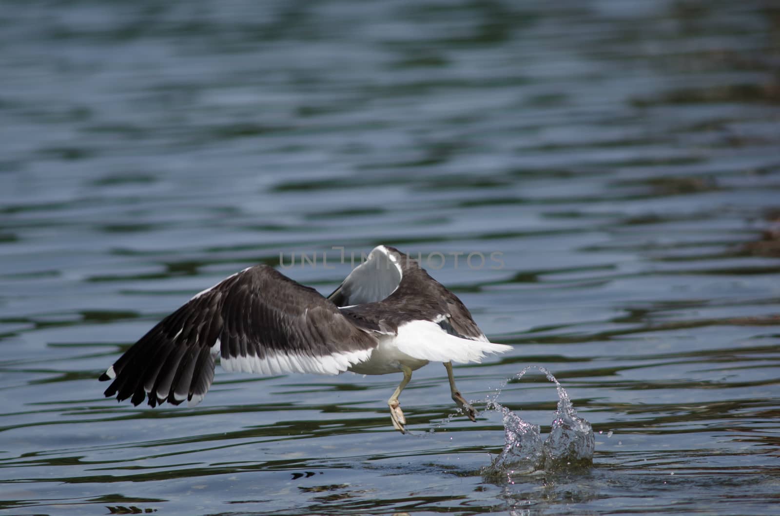 Kelp gull Larus dominicanus taking flight on the water. by VictorSuarez