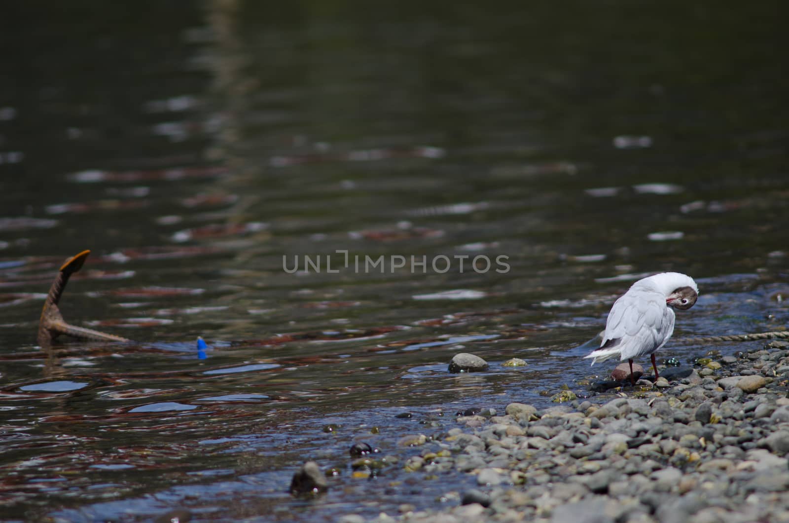 Brown-hooded gull preening and anchor to the left. by VictorSuarez