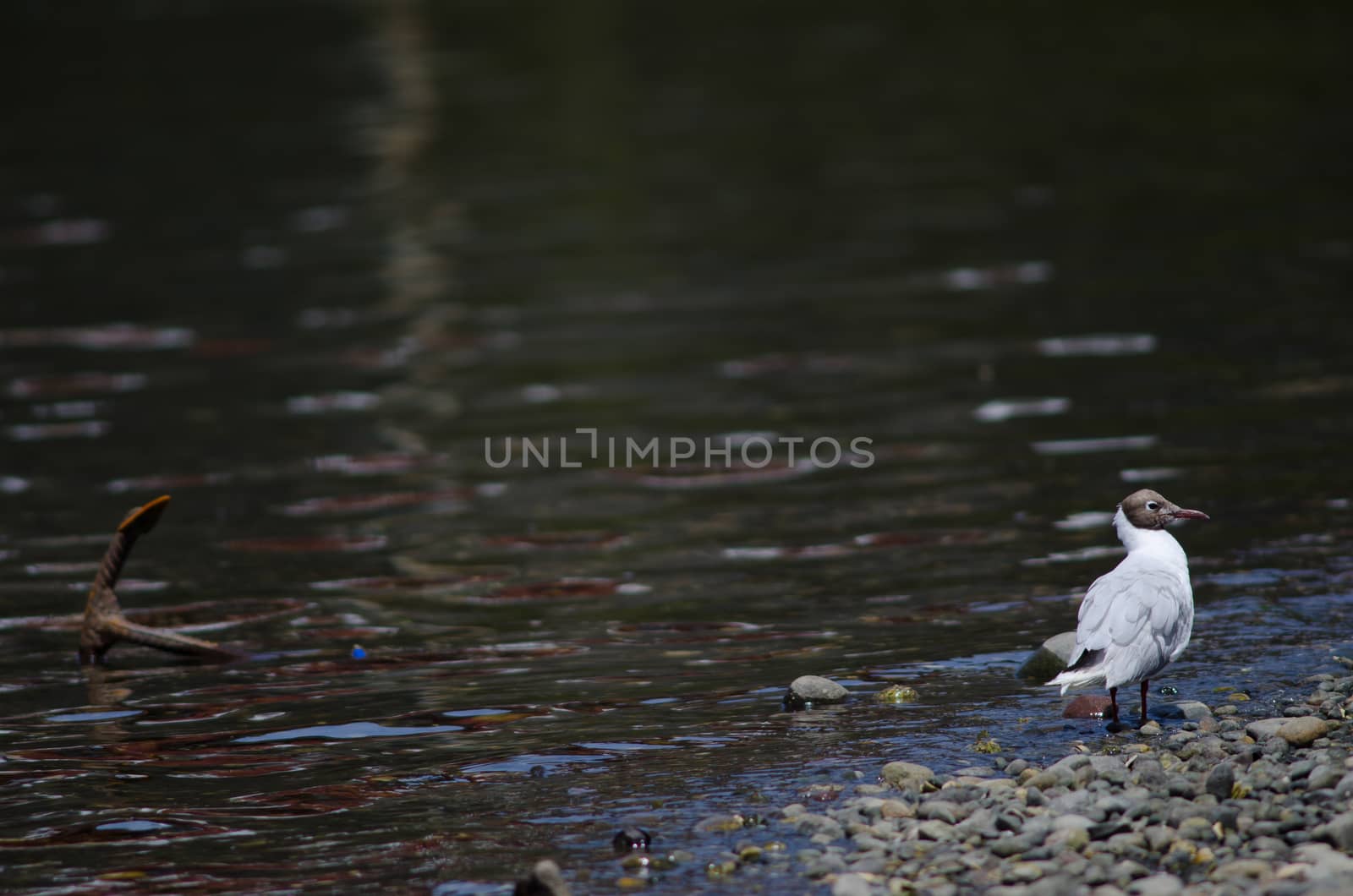 Brown-hooded gull preening and anchor to the left. by VictorSuarez