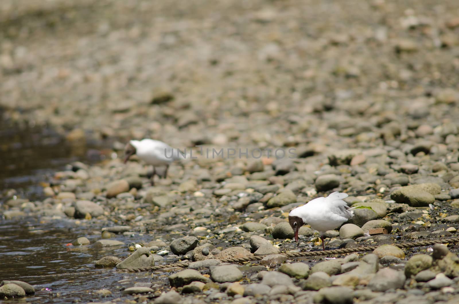 Brown-hooded gulls Chroicocephalus maculipennis in the coast. Angelmo. Puerto Montt. Los Lagos Region. Chile.