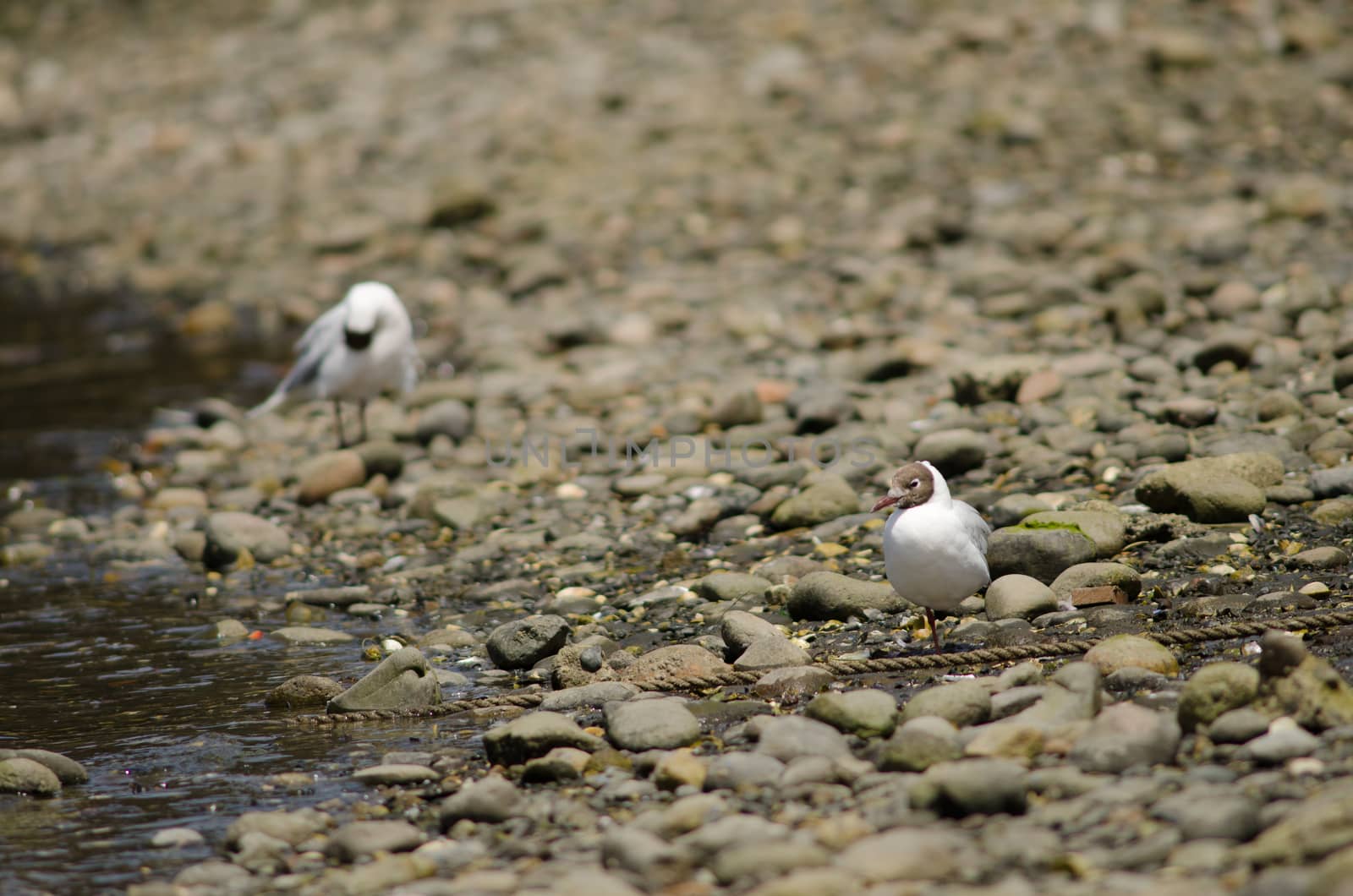 Brown-hooded gulls Chroicocephalus maculipennis in the coast. by VictorSuarez