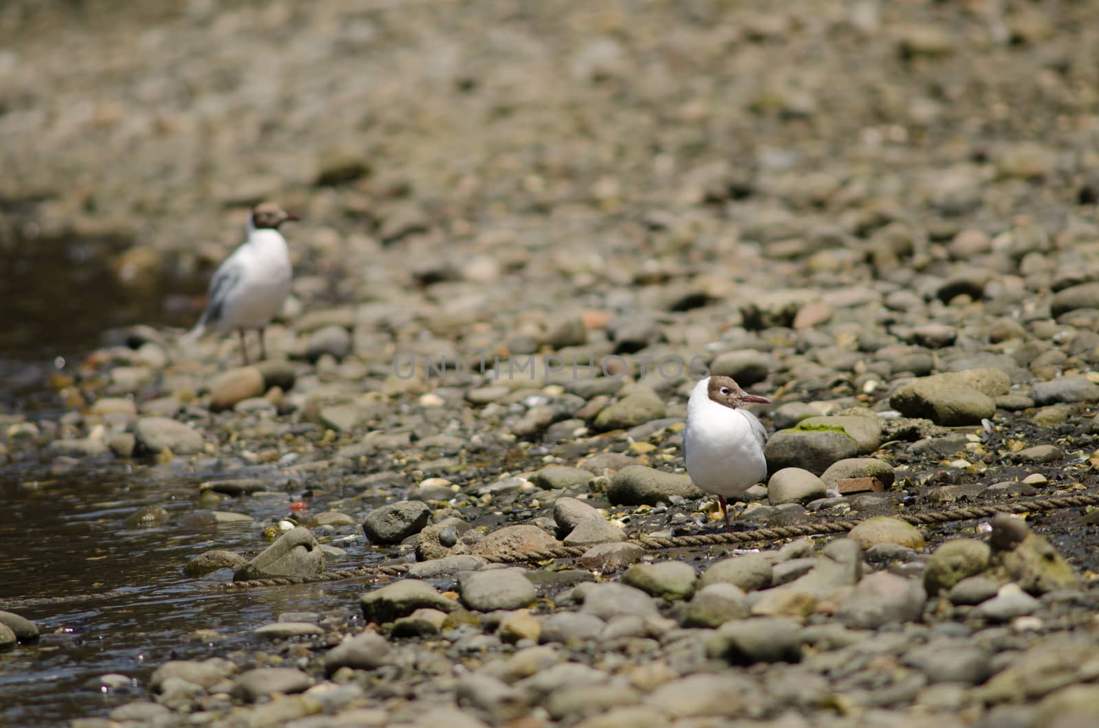 Brown-hooded gulls Chroicocephalus maculipennis in the coast. by VictorSuarez