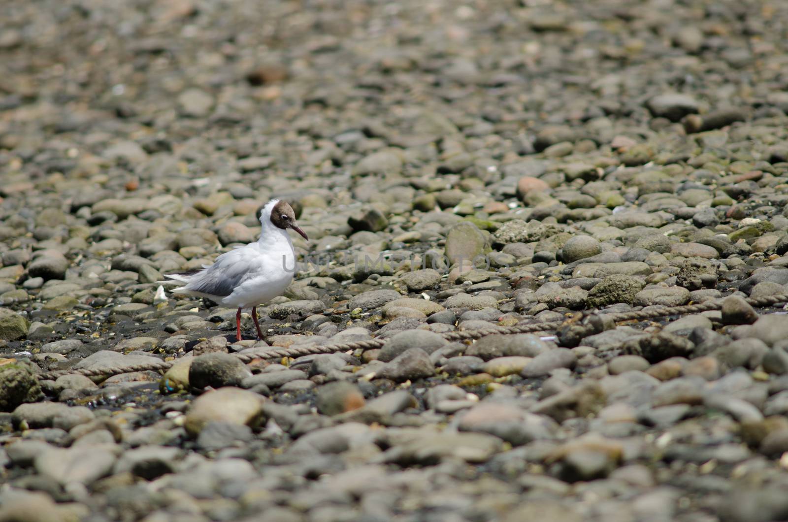 Brown-hooded gull Chroicocephalus maculipennis in the coast. by VictorSuarez