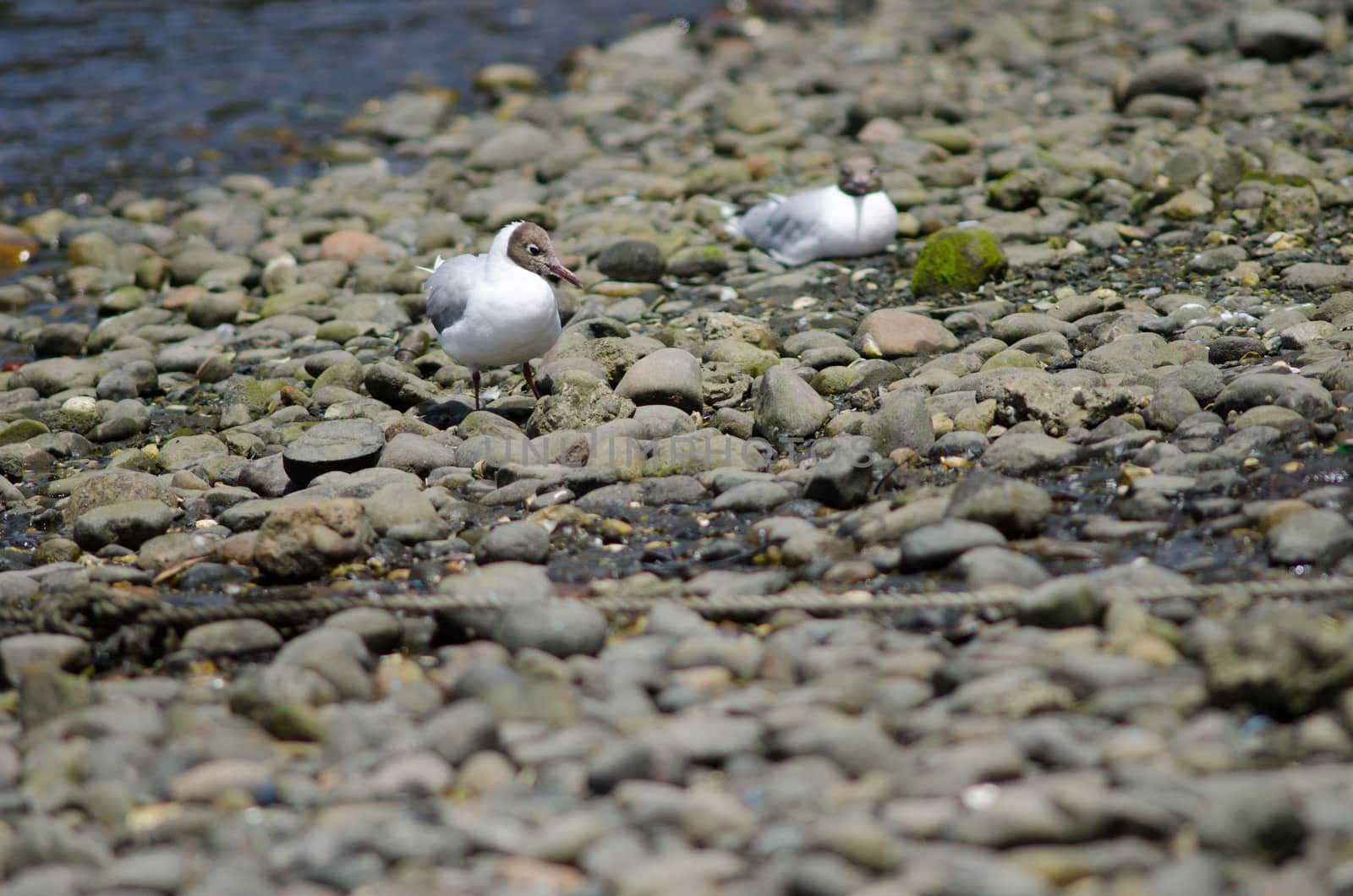 Brown-hooded gulls Chroicocephalus maculipennis in the coast. Angelmo. Puerto Montt. Los Lagos Region. Chile.