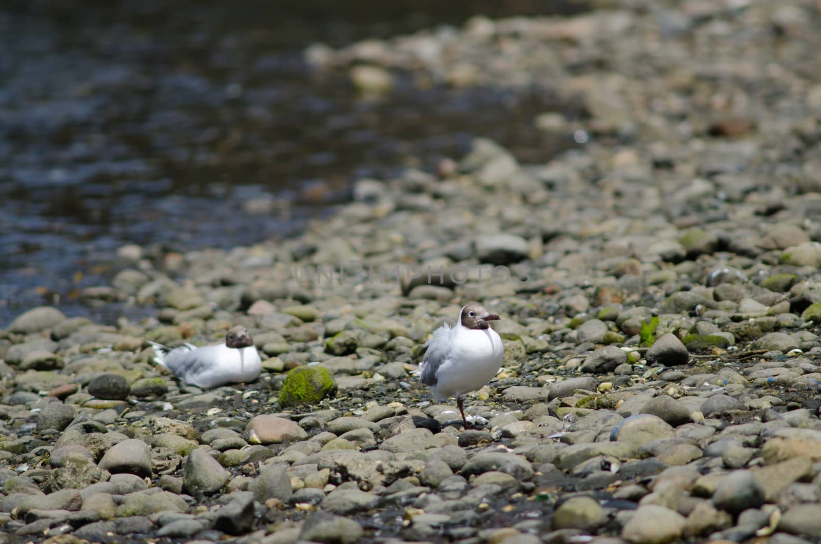 Brown-hooded gulls Chroicocephalus maculipennis resting in the coast. by VictorSuarez