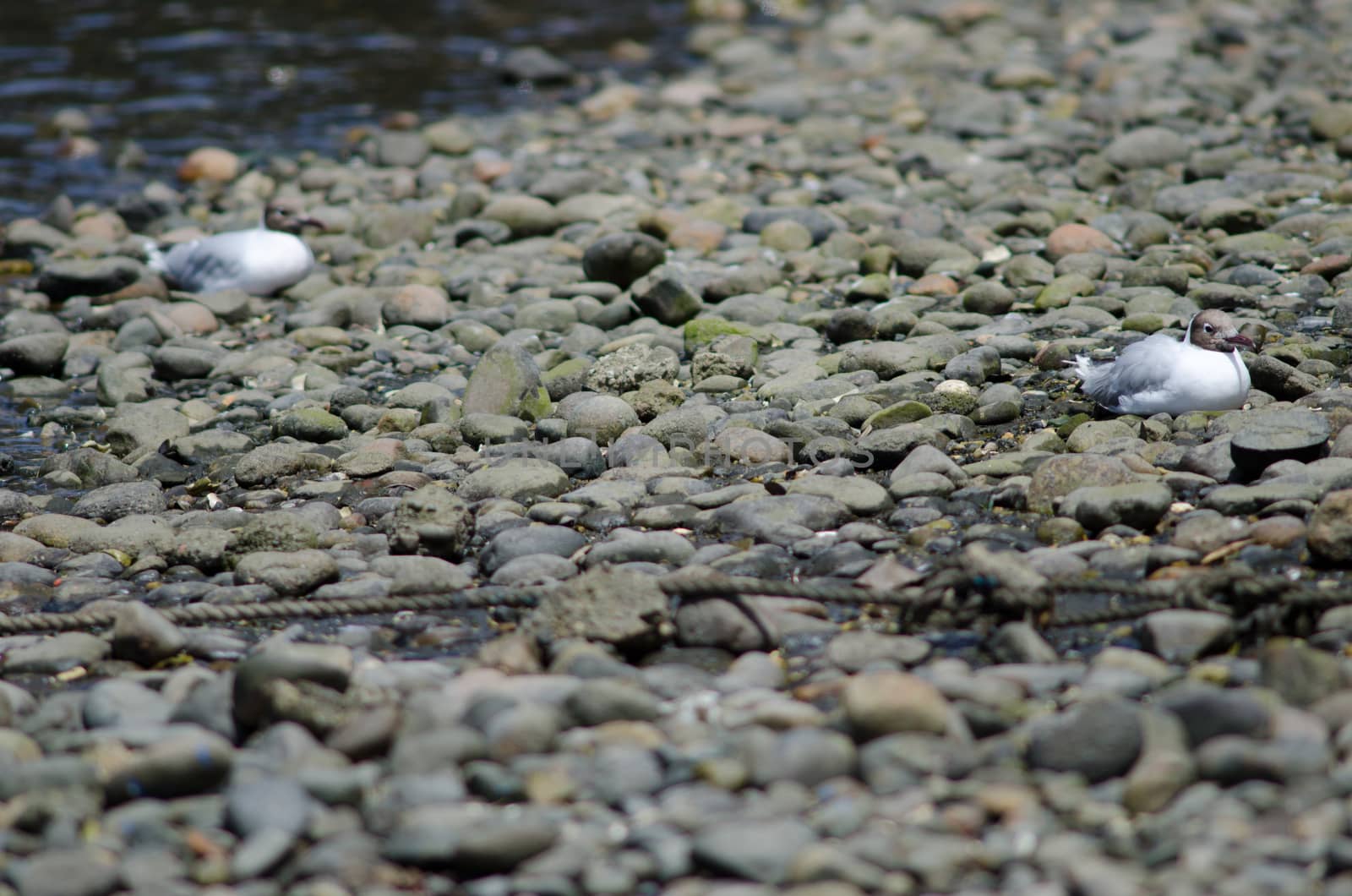 Brown-hooded gulls Chroicocephalus maculipennis resting. Angelmo. Puerto Montt. Los Lagos Region. Chile.