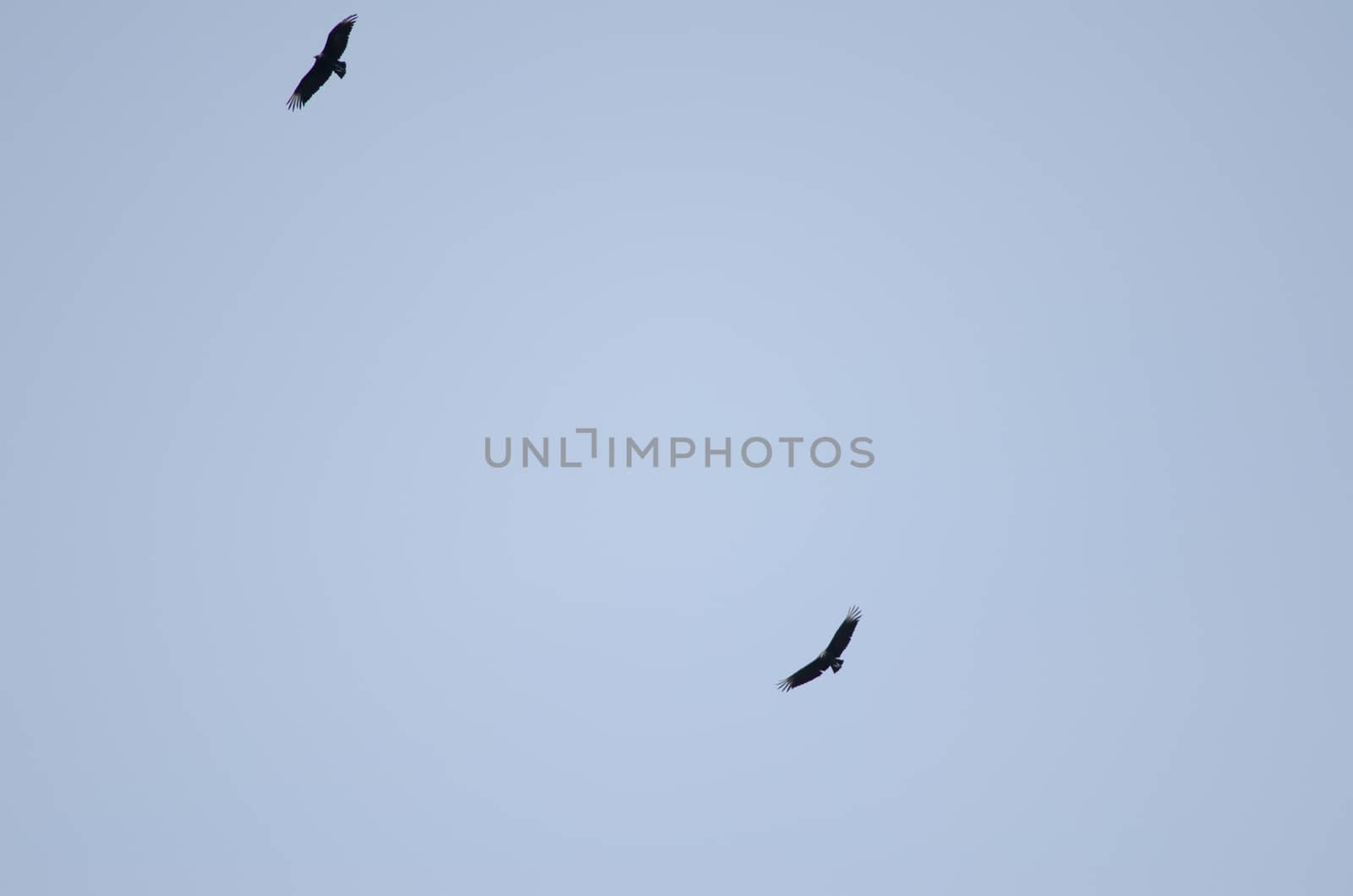 Andean black vultures Coragyps atratus foetens soaring. by VictorSuarez