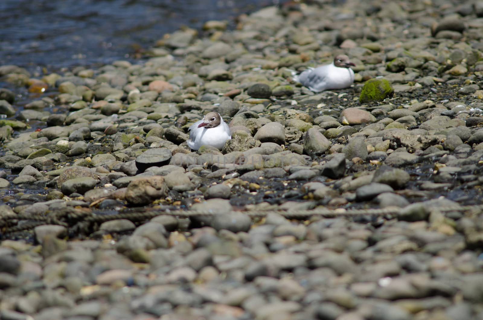 Brown-hooded gulls Chroicocephalus maculipennis resting. Angelmo. Puerto Montt. Los Lagos Region. Chile.