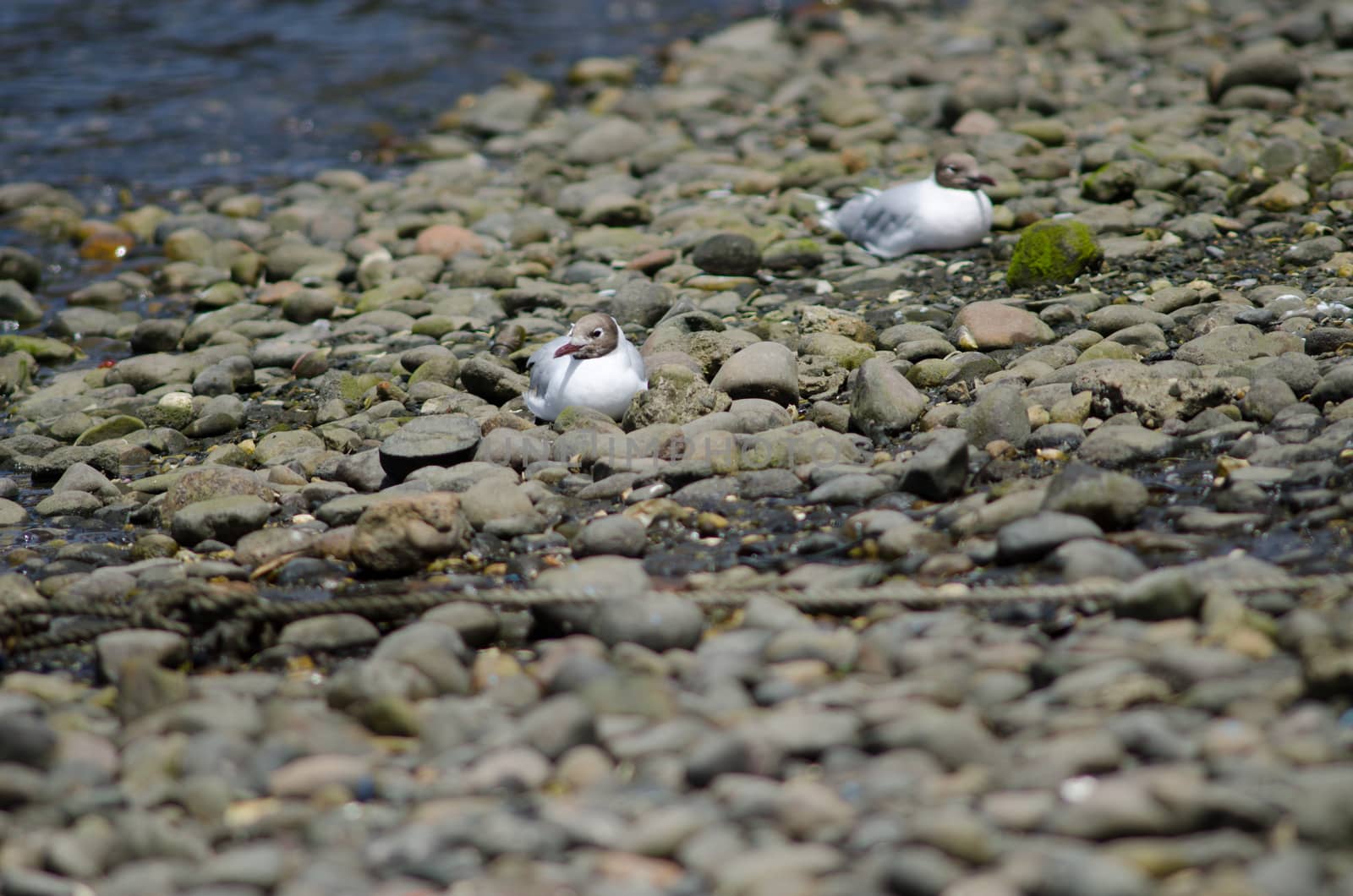 Brown-hooded gulls Chroicocephalus maculipennis resting in the coast. by VictorSuarez