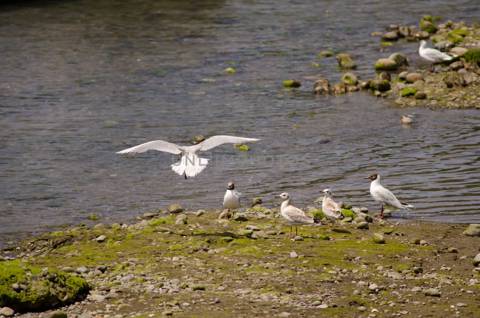 Adults and juveniles of brown-hooded gulls Chroicocephalus maculipennis. Angelmo. Puerto Montt. Los Lagos Region. Chile.