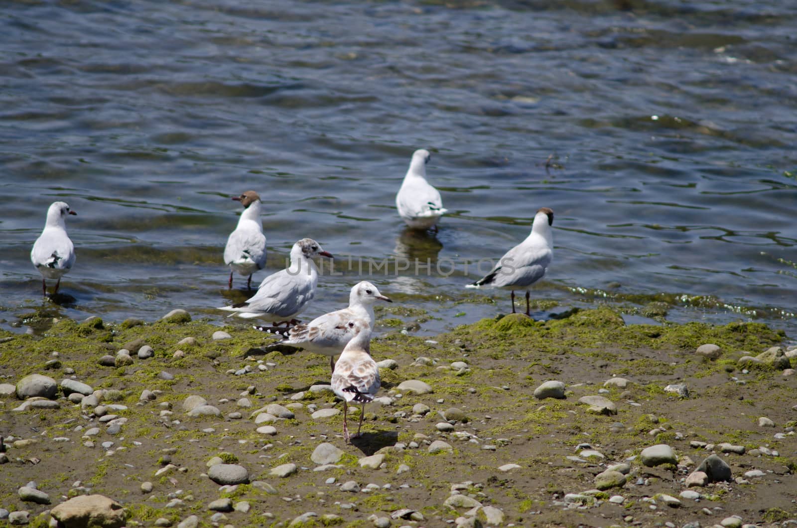 Adults and juveniles of brown-hooded gulls Chroicocephalus maculipennis. by VictorSuarez